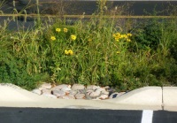 Parking Lot Infiltration Trench Hubble Middle School