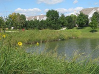 Natural Landscaping, Best Practice Detention Pond, at Cantera