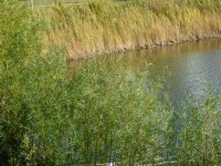 Detention Pond Landsaping at Cantera