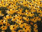 Black-eyed Susan