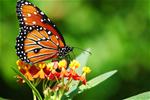 Monarch Butterfly