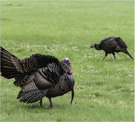 Male and female wild turkeys at Meleagris crossing a grassy area in Warrenville IL in spring