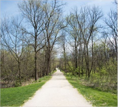 White path through the native forest at the McDowell Grove nature preserve in IL