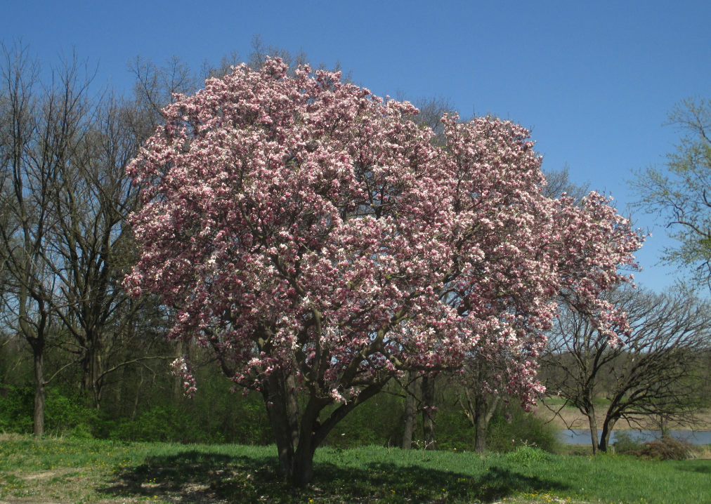 Photo of magnolia tree located at Route 56 and Batavia Road