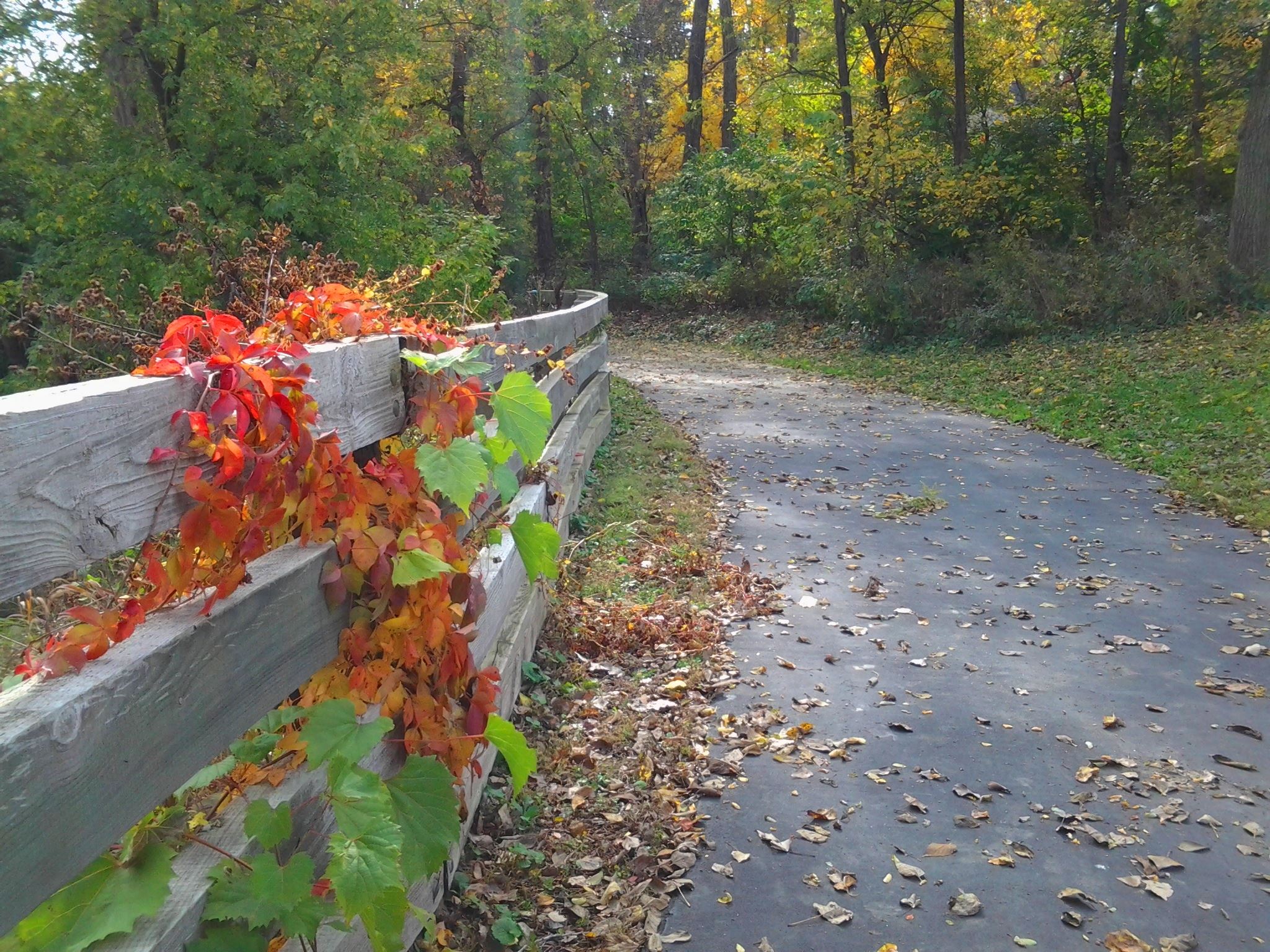 Image of bike trail in the fall