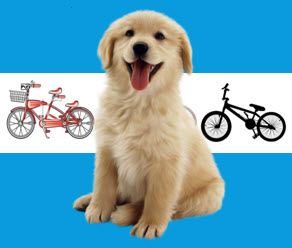 Dog Licensing & Bike registration event (Image)