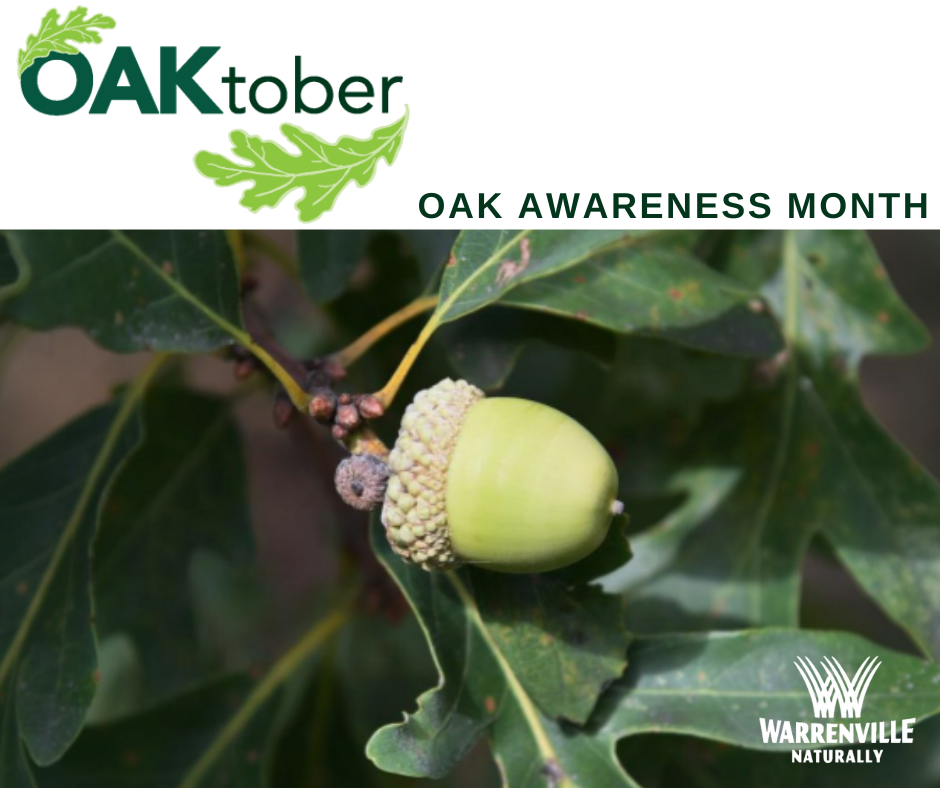 Closeup photo of oak tree leaves and green acorn.