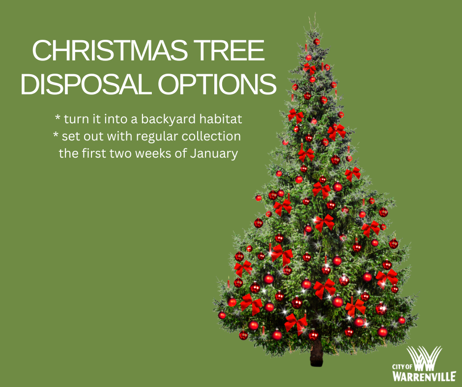 A photo of a Christmas tree for information about tree disposal this year.