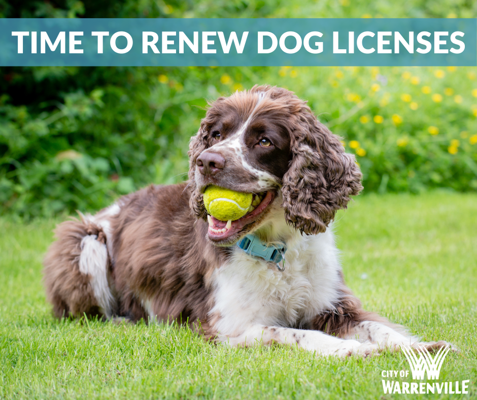 A photo of a dog to remind people it's time to renew dog licenses