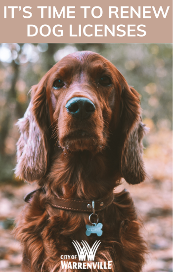 Renew dog license web