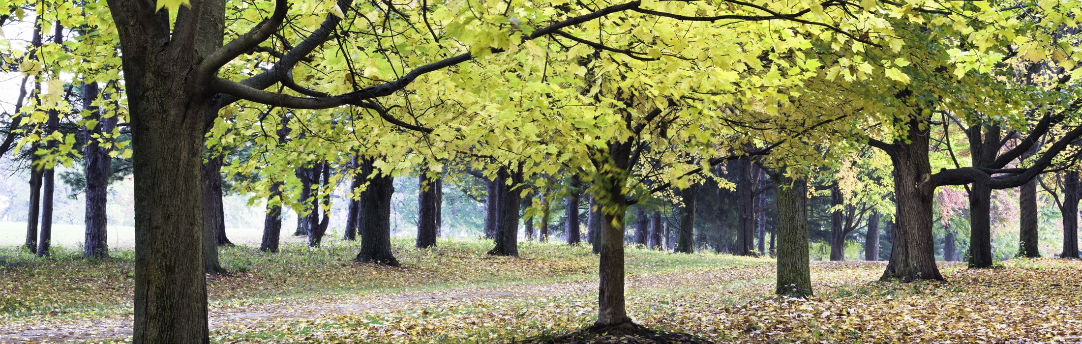 Autumn along one of the hiking and horseback riding trails at St. James Farm in DuPage County
