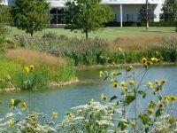 Flowers near a detention pond at Cantera